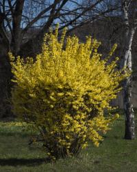 Zlatice prostřední (Forsythia x intermedia)