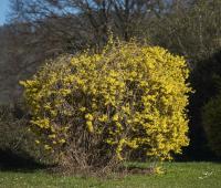 Zlatice prostřední (Forsythia x intermedia)