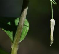 Kokořík mnohokvětý (Polygonatum multiflorum)