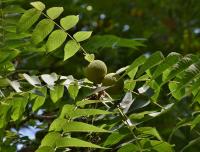 Ořešák černý (Juglans nigra)