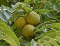 Ořešák černý (Juglans nigra)