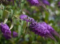 Komule Davidova (Buddleja davidii)