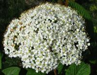 Kalina tušalaj (Viburnum lantana)