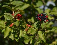Kalina tušalaj (Viburnum lantana)
