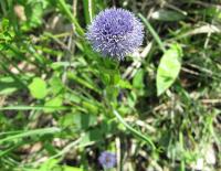 Koulenka prodloužená (Globularia bisnagarica)