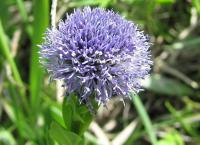 Koulenka prodloužená (Globularia bisnagarica)