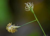 Ostřice Micheliova (Carex michelii)