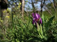 Kosatec bezlistý (Iris aphylla)
