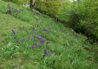 Kosatec bezlistý (Iris aphylla)