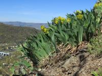 Kosatec bezlistý (Iris aphylla)