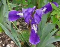 Kosatec bezlistý (Iris aphylla)