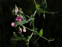 Hrachor širolistý (Lathyrus latifolius)