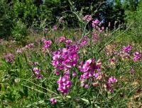 Hrachor širolistý (Lathyrus latifolius)