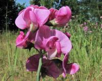 Hrachor širolistý (Lathyrus latifolius)