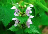 Hluchavka skvrnitá (Lamium maculatum)