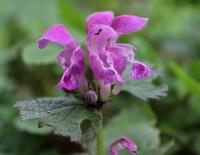 Hluchavka skvrnitá (Lamium maculatum)