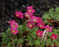Lomikámen Arendsův (Saxifraga x arendsii)