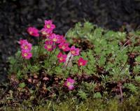 Lomikámen Arendsův (Saxifraga x arendsii)