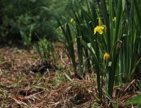 Kosatec žlutý (Iris pseudacorus)