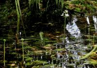 Žebratka bahenní (Hottonia palustris)