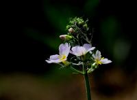 Žebratka bahenní (Hottonia palustris)