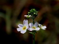 Žebratka bahenní (Hottonia palustris)