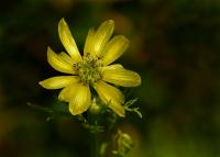 Hlaváček letní (Adonis aestivalis var citrina)