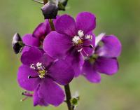 Divizna brunátná (Verbascum phoeniceum)