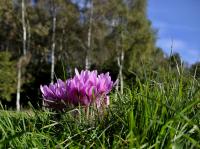 Ocún jesenní (Colchicum autumnale)