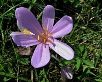 Ocún jesenní (Colchicum autumnale)
