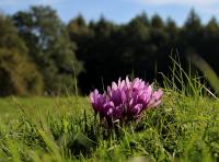 Ocún jesenní (Colchicum autumnale)