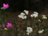 Šater svazčitý (Gypsophila fastigiata)