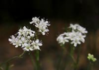 Šater svazčitý (Gypsophila fastigiata)