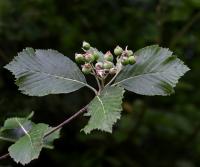 Jeřáb český (Sorbus bohemica)