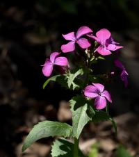 Měsíčnice roční