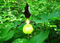 Střevíčník pantoflíček