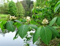 Lonicera xylosteum - zimolez obecný