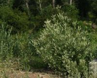 Komonice bílá (Melilotus albus)