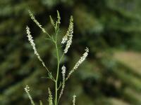 Komonice bílá (Melilotus albus)