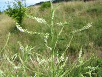 Komonice bílá (Melilotus albus)