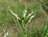 Komonice bílá (Melilotus albus)