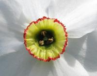 Narcis bílý (Narcissus poeticus) Narcis bílý (Narcissus poeticus)
