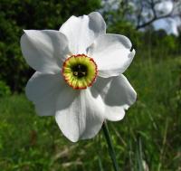 Narcis bílý (Narcissus poeticus) Narcis bílý (Narcissus poeticus)