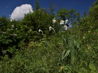 Narcis bílý (Narcissus poeticus) Narcis bílý (Narcissus poeticus)
