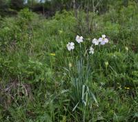 Narcis bílý (Narcissus poeticus) Narcis bílý (Narcissus poeticus)