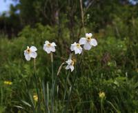 Narcis bílý (Narcissus poeticus) Narcis bílý (Narcissus poeticus)