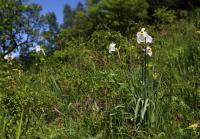 Narcis bílý (Narcissus poeticus) Narcis bílý (Narcissus poeticus)