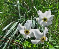 Narcis bílý (Narcissus poeticus) Narcis bílý (Narcissus poeticus)