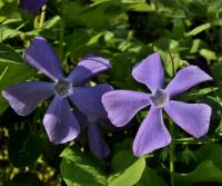 Barvínek větší (Vinca major)