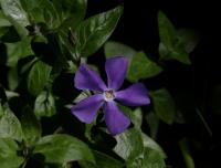 Barvínek větší (Vinca major)